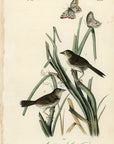 Audubon Macgillivray's Shore-Finch Pl. 173 - Birds Of America Royal Octavo 1st Edition Antique Print