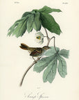 Audubon Swamp Sparrow Pl. 175 - Birds Of America Royal Octavo 1st Edition Antique Print
