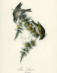 Audubon Pine Linnet Pl. 180 - Birds Of America Royal Octavo 1st Edition Antique Print