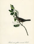 Audubon Black-and-yellow-crowned Finch Pl. 193 - Birds Of America Royal Octavo 1st Edition Antique Print
