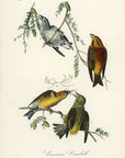 Audubon Common Crossbill Pl. 200 - Birds Of America Royal Octavo 1st Edition Antique Print