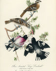 Audubon Rose-breasted Song-Grosbeak Pl. 205 - Birds Of America Royal Octavo 1st Edition Antique Print