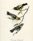 Audubon Evening Grosbeak Pl. 207 - Birds Of America Royal Octavo 1st Edition Antique Print