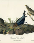 Audubon Common Cow-bird Pl. 212 - Birds Of America Royal Octavo 1st Edition Antique Print