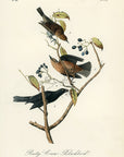 Audubon Rusty Crow-Blackbird Pl. 222 - Birds Of America Royal Octavo 1st Edition Antique Print