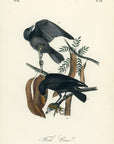 Audubon Fish Crow Pl. 226 - Birds Of America Royal Octavo 1st Edition Antique Print