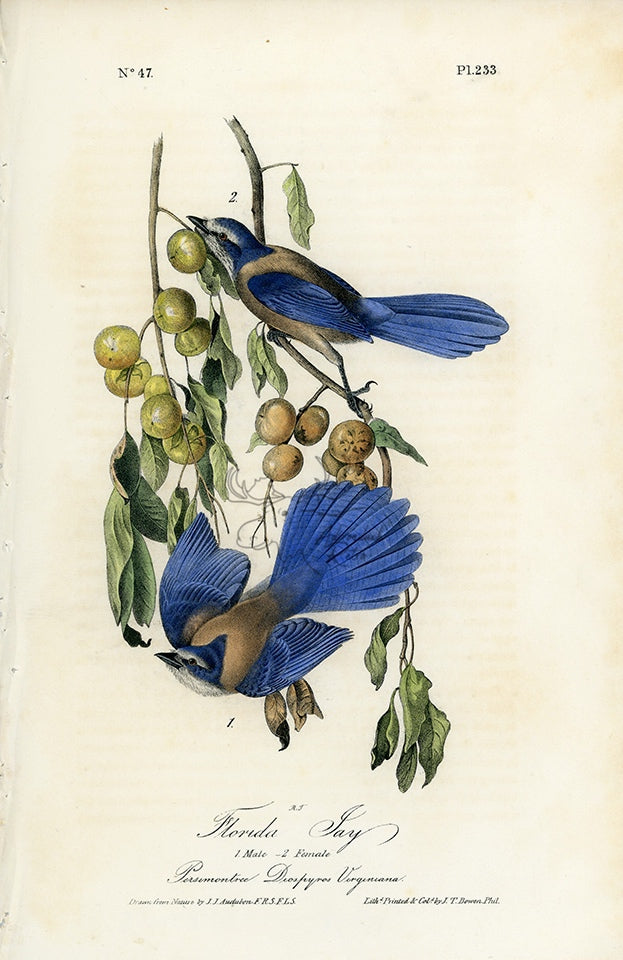 Audubon Florida Jay Pl. 233 - Birds Of America Royal Octavo 1st Edition Antique Print