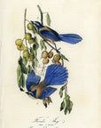 Audubon Florida Jay Pl. 233 - Birds Of America Royal Octavo 1st Edition Antique Print