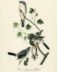 Audubon Great American Shrike Pl. 236 - Birds Of America Royal Octavo 1st Edition Antique Print