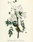 Audubon White-eyed Vireo or Greenlet Pl. 240 - Birds Of America Royal Octavo 1st Edition Antique Print