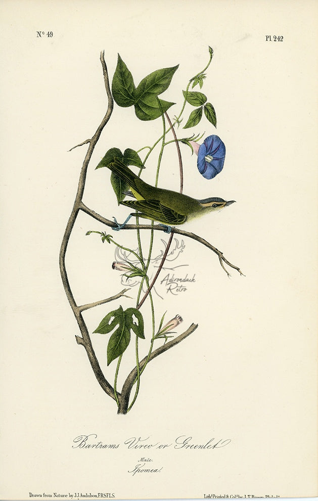 Audubon Bartrams Vireo or Greenlet Pl. 242 - Birds Of America Royal Octavo 1st Edition Antique Print