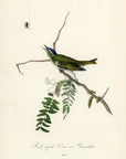 Audubon Red-eyed Vireo or Greenlet Pl. 243 - Birds Of America Royal Octavo 1st Edition Antique Print