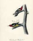 Audubon Red-breasted Woodpecker Pl. 266 - Birds Of America Royal Octavo 1st Edition Antique Print