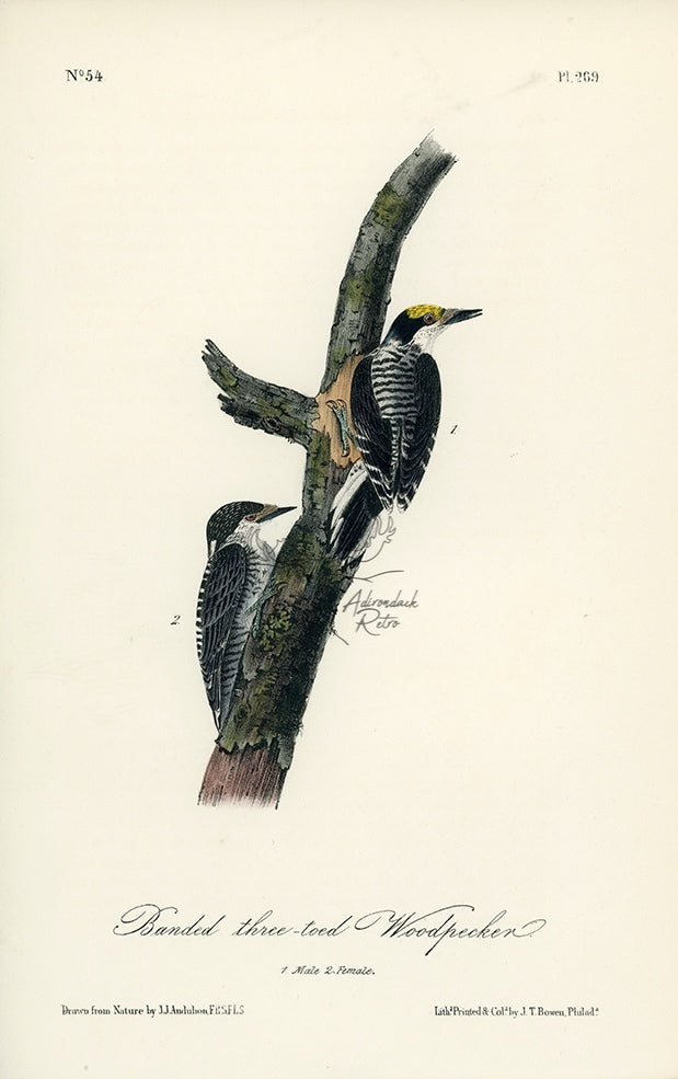 Of　Pl.　Audubon　Royal　Adirondack　Arctic　America　–　Woodpecker　three-toed　Birds　268　Retro