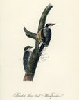 Audubon Banded three-toed Woodpecker Pl. 269 - Birds Of America Royal Octavo 1st Edition Antique Print
