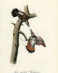 Audubon Red-shafted Woodpecker Pl. 274 - Birds Of America Royal Octavo 1st Edition Antique Print