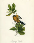 Audubon Mangrove Cuckoo Pl. 277 - Birds Of America Royal Octavo 1st Edition Antique Print