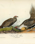 Audubon Cock of the Plains Plate 297 - Birds Of America Royal Octavo 1st Edition Antique Print