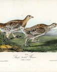 Audubon Sharp-tailed Grouse Pl. 298 - Birds Of America Royal Octavo 1st Edition Antique Print