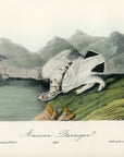 Audubon American Ptarmigan Pl. 300 - Birds Of America Royal Octavo 1st Edition Antique Print