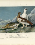 Audubon Rock Ptarmigan Pl. 301 - Birds Of America Royal Octavo 1st Edition Antique Print
