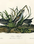 Audubon Sora Rail Pl. 306 - Birds Of America Royal Octavo 1st Edition Antique Print