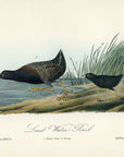 Audubon Least Water-Rail Pl. 308 - Birds Of America Royal Octavo 1st Edition Antique Print