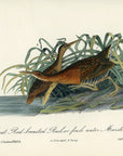Audubon Great Red-breasted Rail or fresh water Marsh Hen Pl. 309 - Birds Of America Royal Octavo 1st Edition Antique Print