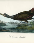 Audubon Scolopaceous Courlan Pl. 312 - Birds Of America Royal Octavo 1st Edition Antique Print