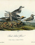 Audubon Black-bellied Plover Pl. 315 - Birds Of America Royal Octavo 1st Edition Antique Print