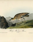Audubon Rocky Mountain Plover Pl. 318 - Birds Of America Royal Octavo 1st Edition Antique Print