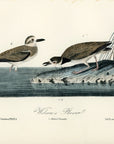 Audubon Wilson's Plover Pl. 319 - Birds Of America Royal Octavo 1st Edition Antique Print