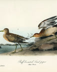 Audubon Buff-breasted Sandpiper Pl. 331 - Birds Of America Royal Octavo 1st Edition Antique Print