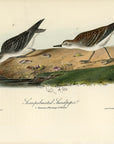 Audubon Semipalmated Sandpiper Pl. 336 - Birds Of America Royal Octavo 1st Edition Antique Print