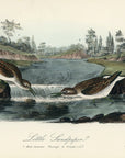Audubon Little Sandpiper Pl. 337 - Birds Of America Royal Octavo 1st Edition Antique Print