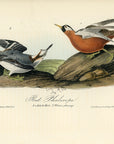 Audubon Red Phalarope Pl. 339 - Birds Of America Royal Octavo 1st Edition Antique Print