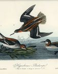 Audubon Hyperborean Phalarope Pl. 340 - Birds Of America Royal Octavo 1st Edition Antique Print