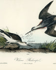 Audubon Wilsons Phalarope Pl. 341 - Birds Of America Royal Octavo 1st Edition Antique Print