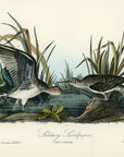 Audubon Solitary Sandpiper Pl. 343 - Birds Of America Royal Octavo 1st Edition Antique Print