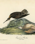 Audubon Esquimaux Curlew Pl. 357 - Birds Of America Royal Octavo 1st Edition Antique Print