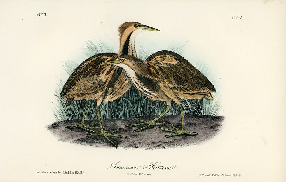 Audubon American Bittern Pl. 365 - Birds Of America Royal Octavo 1st Edition Antique Print