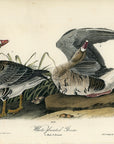 Audubon White-fronted Goose Pl. 380 - Birds Of America Royal Octavo 1st Edition Antique Print