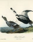 Audubon Pied Duck Pl. 400 - Birds Of America Royal Octavo 1st Edition Antique Print