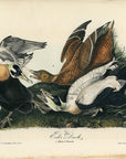 Audubon Eider Duck Pl. 405 - Birds Of America Royal Octavo 1st Edition Antique Print