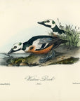 Audubon Western Duck Pl. 407 - Birds Of America Royal Octavo 1st Edition Antique Print