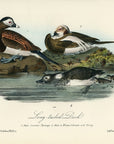 Audubon Long-tailed Duck Pl. 410 - Birds Of America Royal Octavo 1st Edition Antique Print
