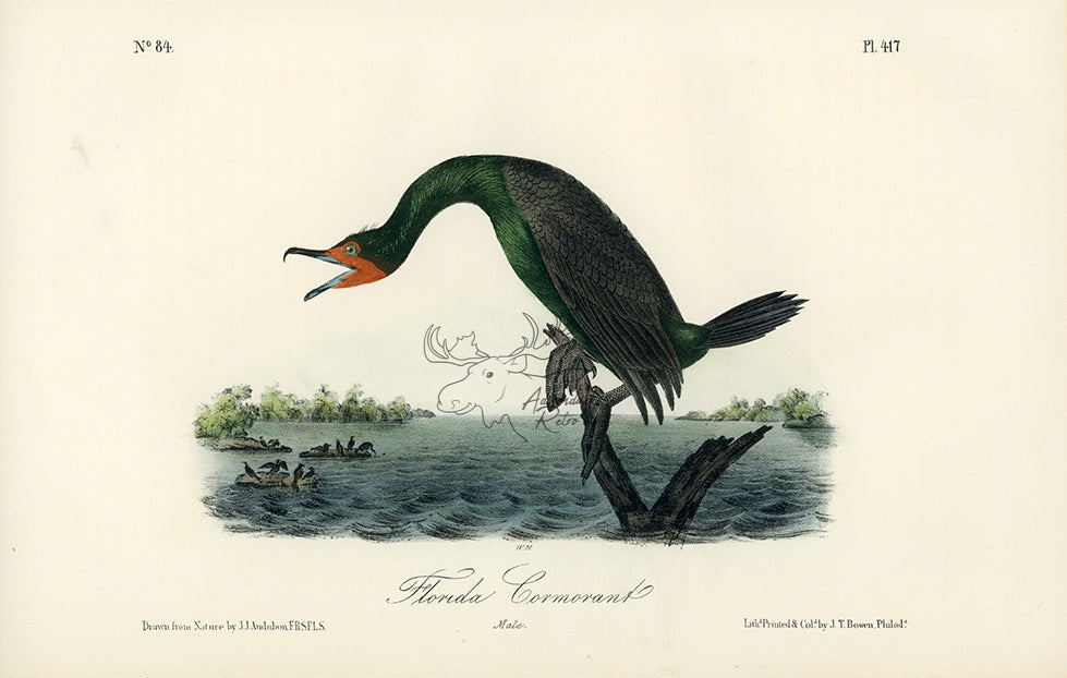 Audubon Florida Cormorant Pl. 417 - Birds Of America Royal Octavo 1st Edition Antique Print