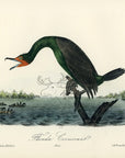 Audubon Florida Cormorant Pl. 417 - Birds Of America Royal Octavo 1st Edition Antique Print