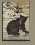 1921 Why The Bears Have Short Tails Tipped-In Color Book Plate - Paul Bransom Antique Print