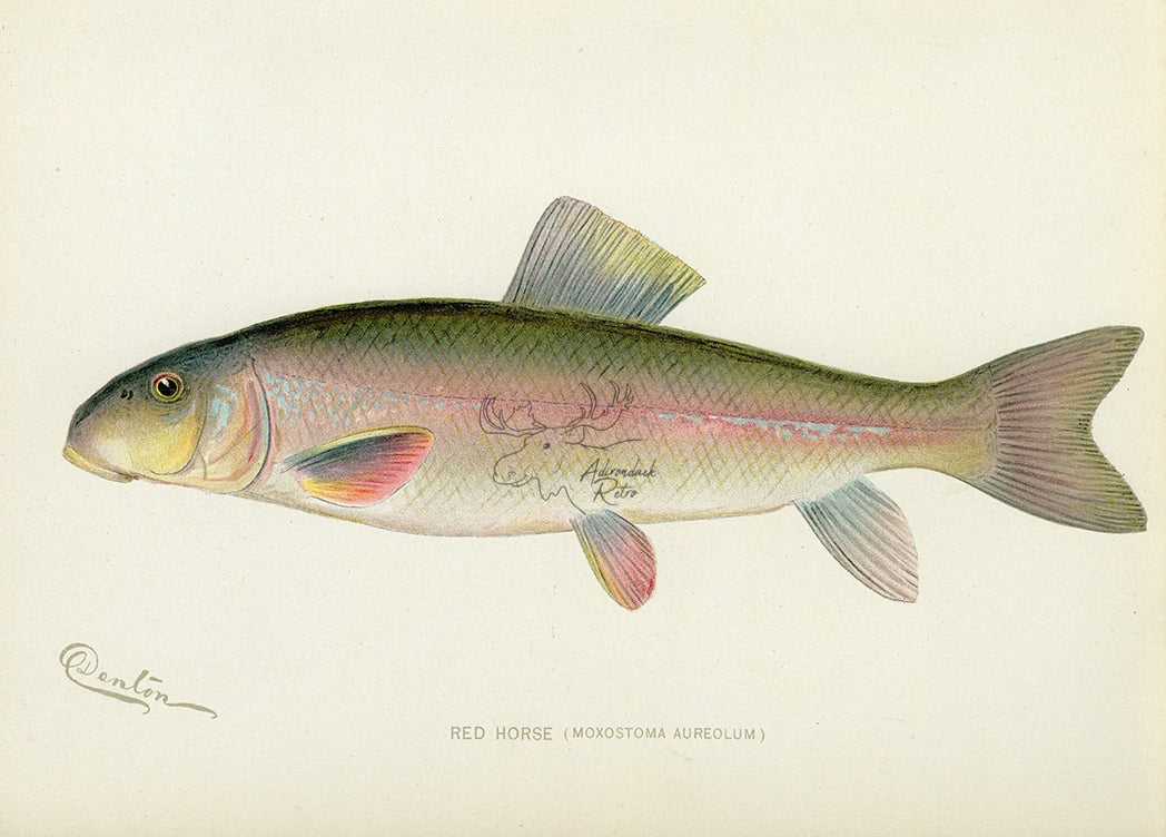 1904 Redhorse - Antique Sherman F. Denton Fish Print